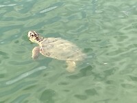 Grote schildpad in een lagune