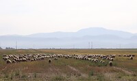 Kudde schapen
