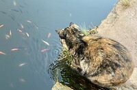 Poes vangt géén visje