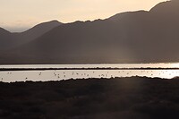 Flamingo's houden van Salinas