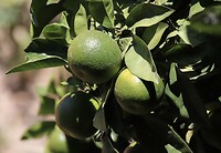 Citrusboom