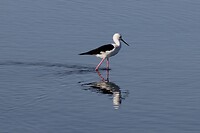 Wat voor vogel is dit?