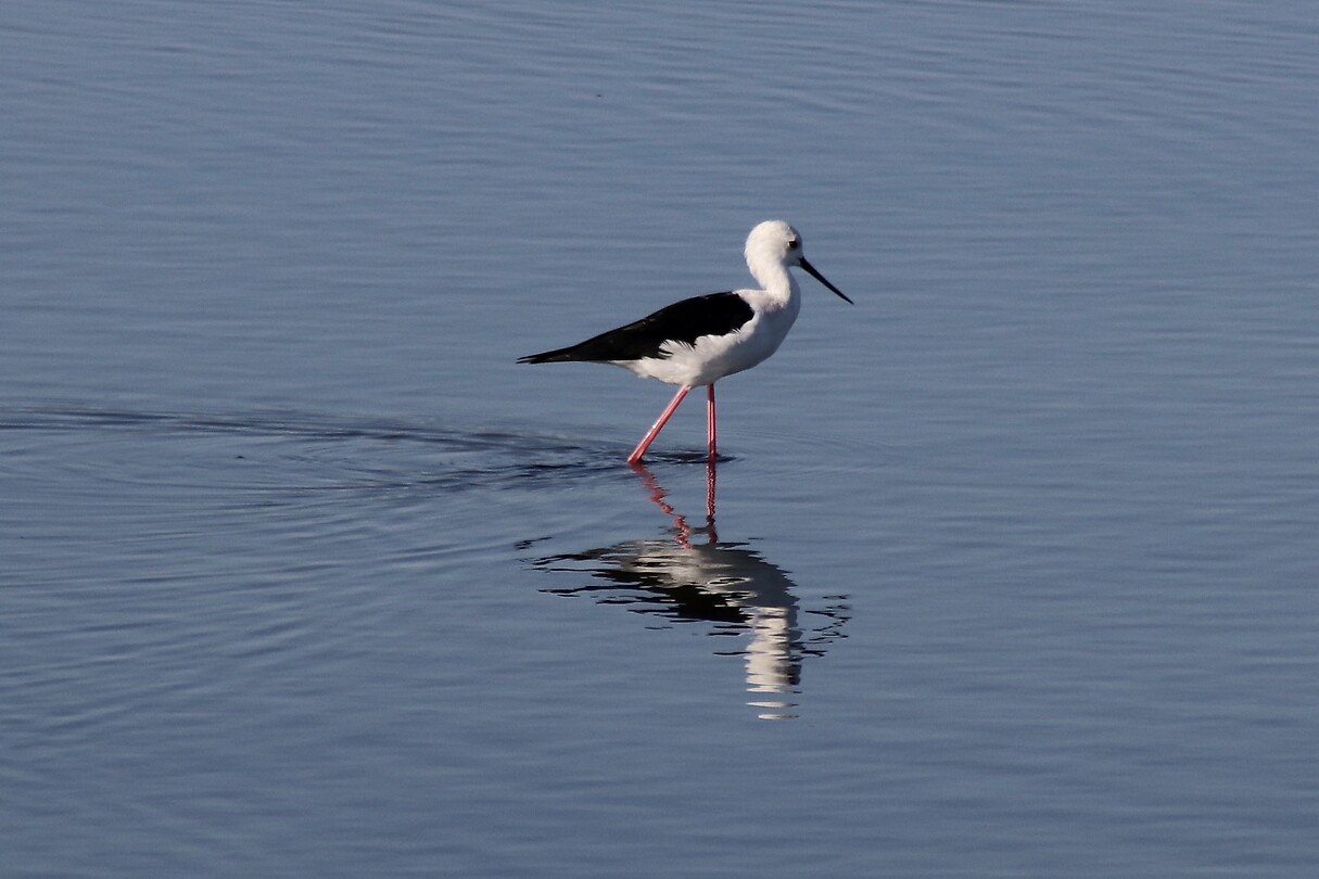 Wat voor vogel is dit?