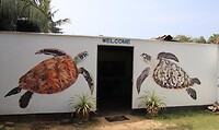Turtle sanctuary Koggala