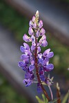 Lupinus bloem