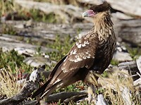 Chimango Caracara