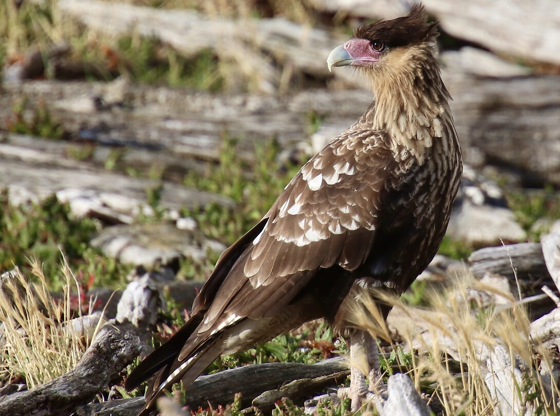 Chimango Caracara
