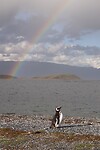 Magelhaenpinguïn onder een regenboog