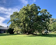 Estancia El Ombu