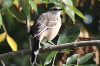 Vogeltje