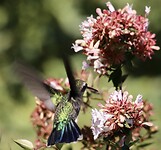 Kolibri