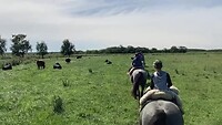 Paardrijden