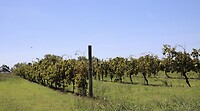 Tannat druiven