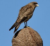 Roofvogel (wrs Chimango Caracara) op het nestje van de Rosse Ovenvogel