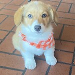 Schattig hondje