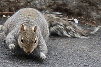 You go, squirrel!