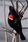 Red spotted blackbird