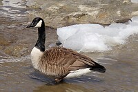 Canadese gans in de US