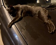 I just love my car