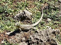 Iguana