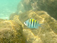 Snorkelen in de baai voor het hotel: de Sergeant majoor vis