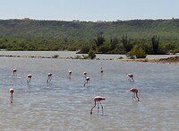 Flamingo's in zoutwaterpannen