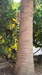 Iguana klimt in boom