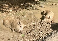 Willy en Woody zwemmen soms in zee bij Playa Porto Marie, nu liggen ze te relaxen in een plasje