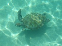 Schildpad