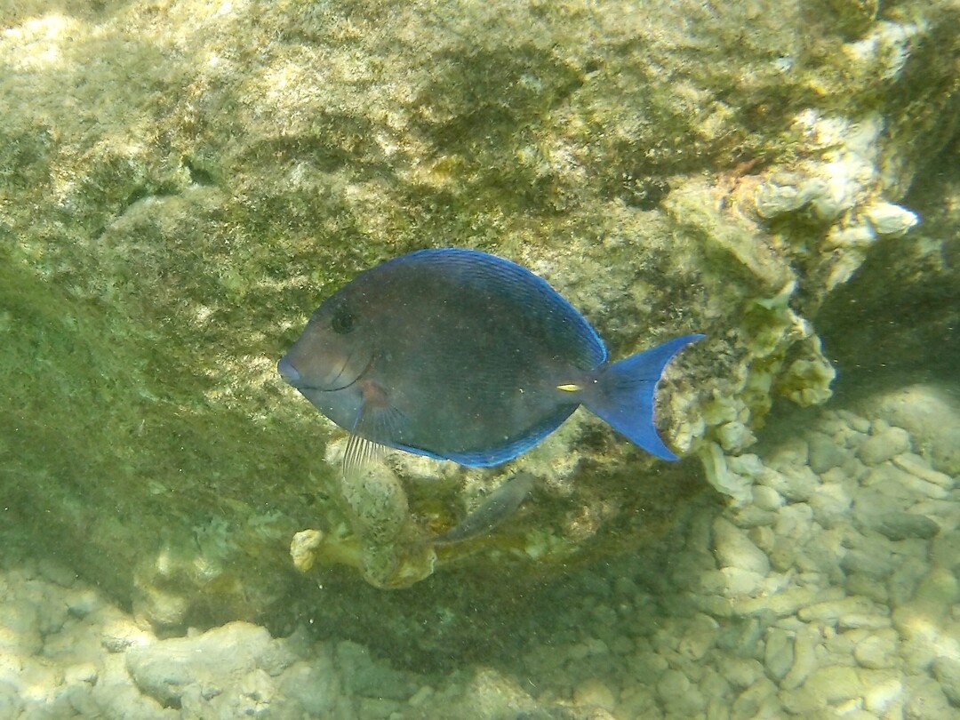 Lachende vis