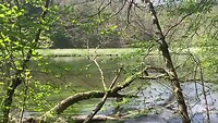 Zwaan 2