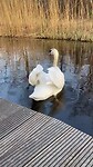 Zwaan 1