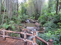 Bamboo sanctuary