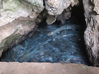 Fish Cave 2