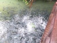 Fish Cave 3