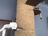 Cat Cafe <3 2