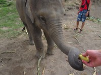 Elephant Sanctuary 2
