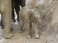 Elephant Sanctuary 6
