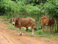 Cows
