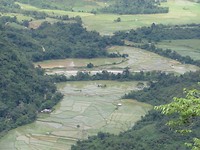 Ricefields