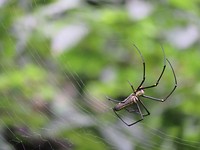 Scary spider