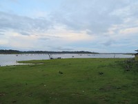Thalang view