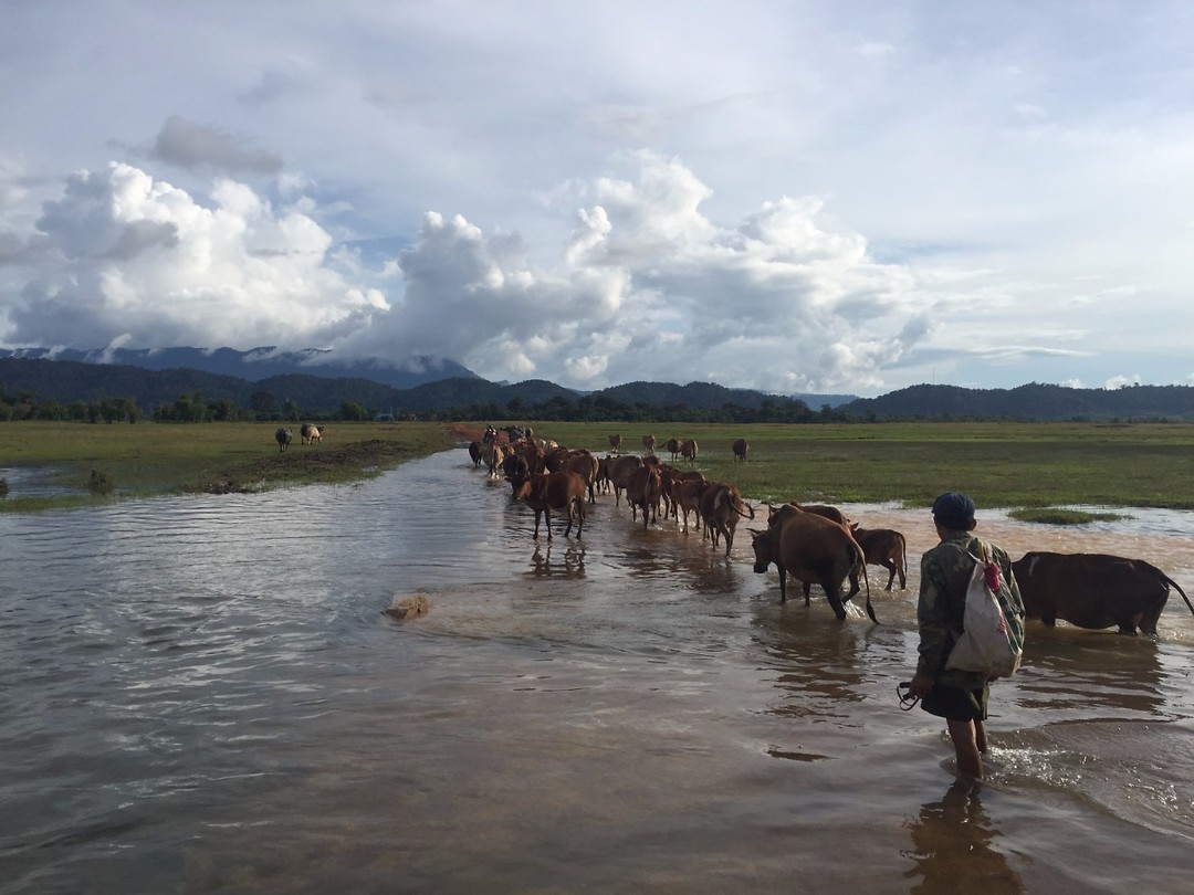 Cows and buffalo