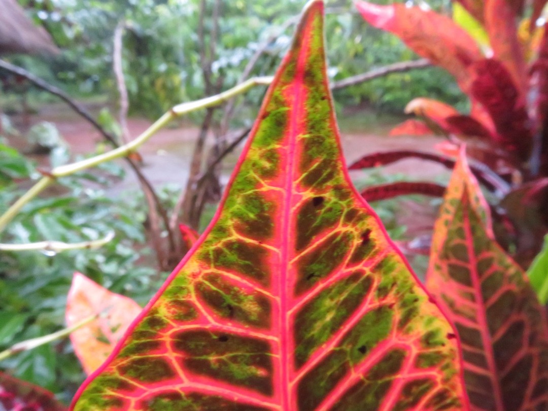 Leaf