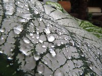 Water drops