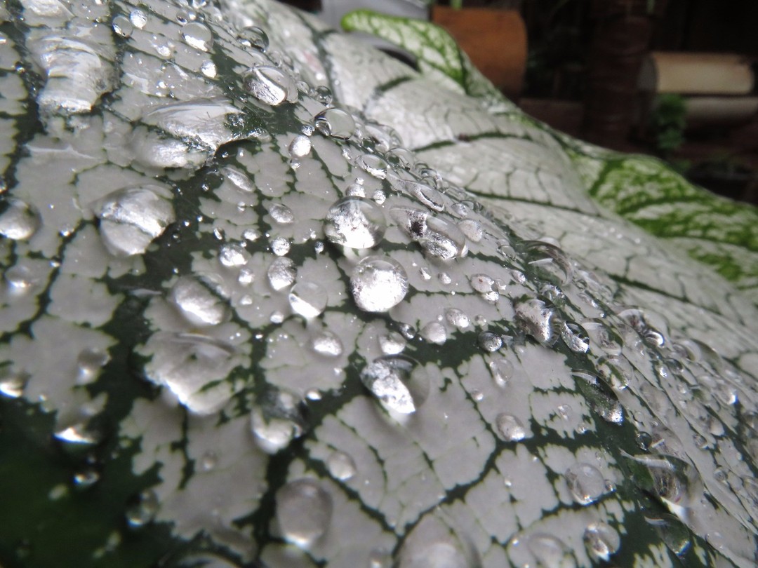 Water drops