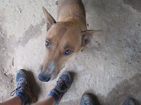 Doggo