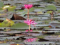 Water lily