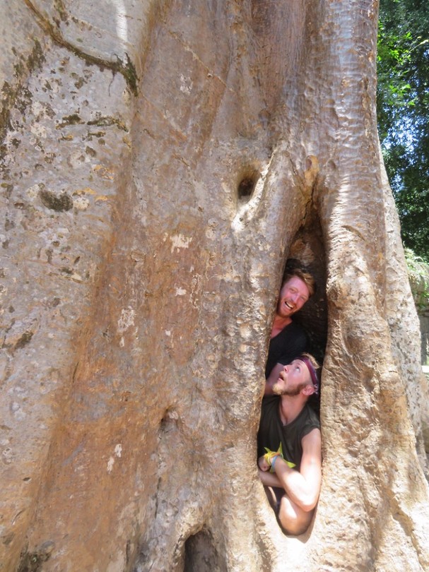 Tree of life