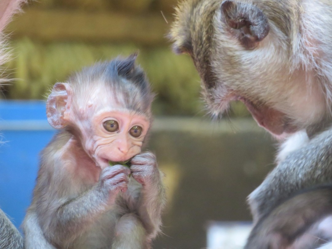 Monkey